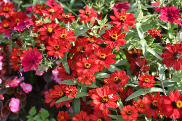 Zinnia rouge