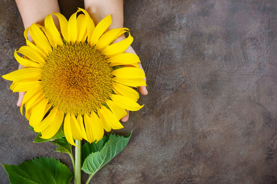 Children's hands hold a flower of a sunflower. Top view. Free space for your project.