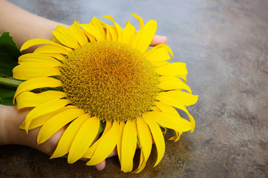 Children's hands hold a flower of a sunflower.