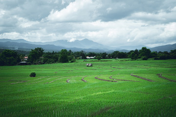 Fototapeta na wymiar Living room In nature Rice Fields in the rainy season 