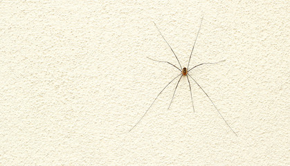 Phalangium opilio on light wall. Spider.