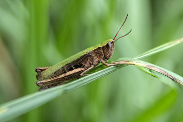 świerszcz