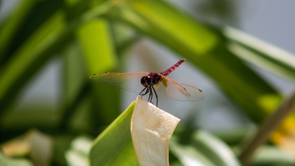 Dragon Fly