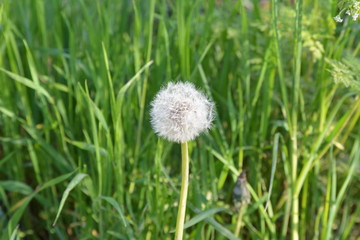 Fototapeta premium dandelion