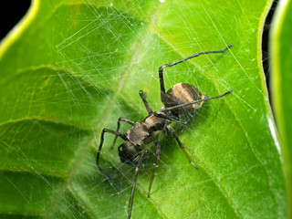 Macro Photo of Ant Mimic Jumping Spider in Web on Green Leaf