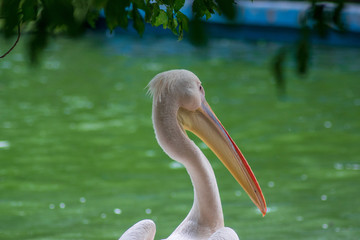 Back portrait of a pelican 