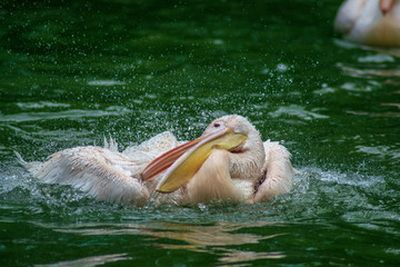 Pelican playing in the water 