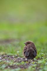 Closeup of a baby male Common Blackbird (Turdus merula).