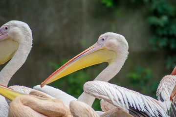 Portrait of a pelican 