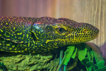 Lizard 