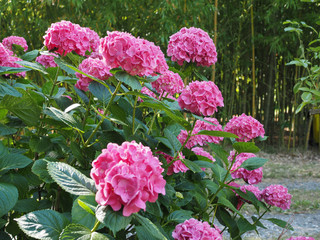 pink hortensia (Hydrangea) flower