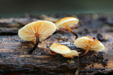 Samtfußrübling