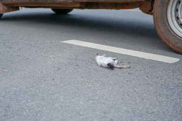 The dead cat hit the road on the road.