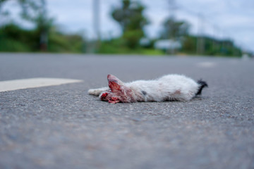 The dead cat hit the road on the road.