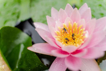 Fototapeta premium beautiful lotus flower with bee on the water after rain in garden.