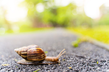 snail in shell crawling on road, summer day in garden with copy space, blurred background.