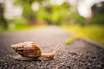 snail in shell crawling on road, summer day in garden with copy space, blurred background.