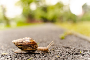 snail in shell crawling on road, summer day in garden with copy space, blurred background.
