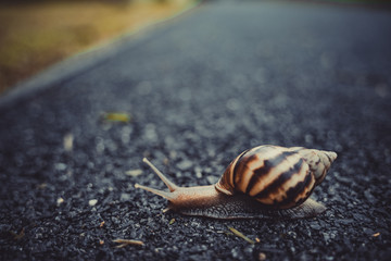 snail in shell crawling on road, summer day in garden with copy space, blurred background.