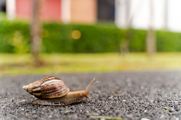 snail in shell crawling on road, summer day in garden with copy space, blurred background.