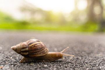 snail in shell crawling on road, summer day in garden with copy space, blurred background.