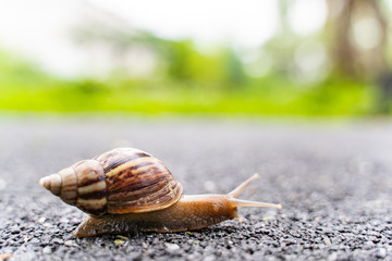 snail in shell crawling on road, summer day in garden with copy space, blurred background.