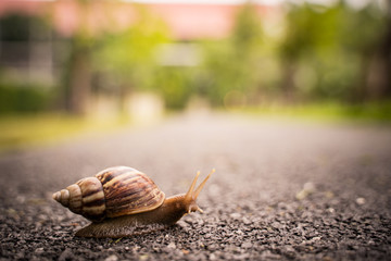 snail in shell crawling on road, summer day in garden with copy space, blurred background.