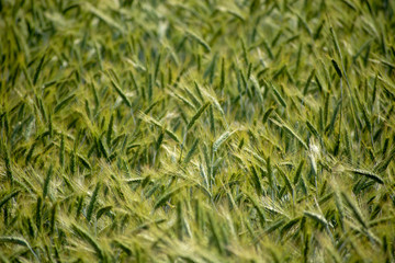 immature wheat ears, green wheat fields