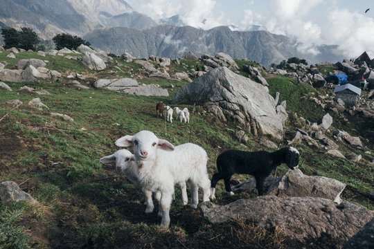 Goats in Himalaya Mountain