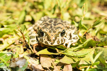 The toad on the grass