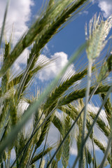 immature wheat ears, green wheat fields