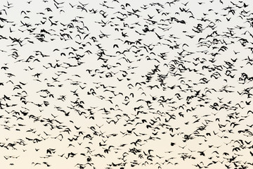 Large flock of birds in silhouette against the morning sky