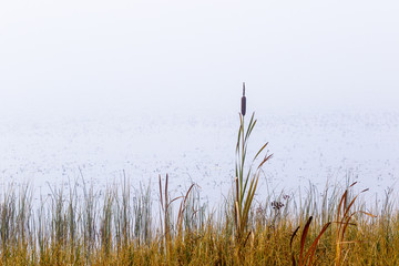 Bulrush at the edge of the lake