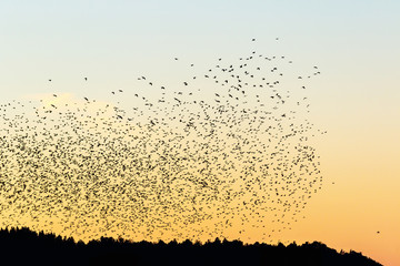 Birds in a big flock in the sky at twilight