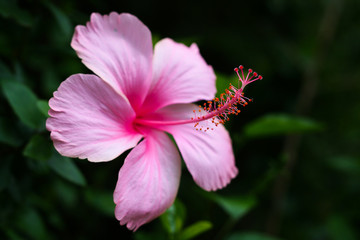 Beautiful big pink or purple hibiscus flower on green nature background