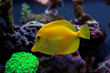 Zebrasoma yellow tang