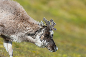 young Svalbard reindeer (rangifer tarandus platyrhynchus) in green grassland