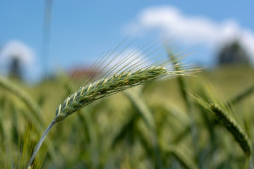 immature wheat ears, green wheat fields