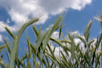 immature wheat ears, green wheat fields