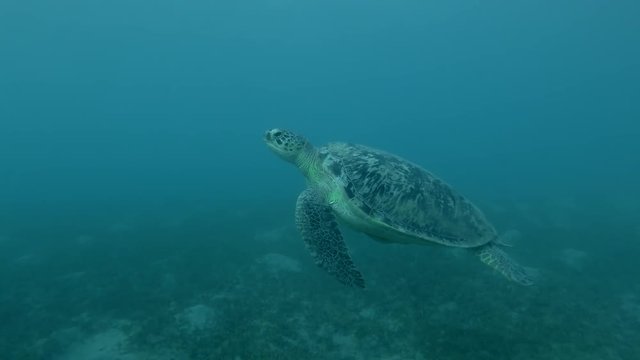 Green sea turtle in the water column (Chelonia mydas) Follow shot, Underwater shot, 4K / 60fps
