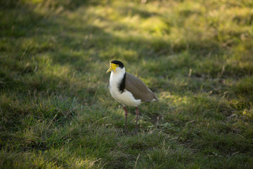 Masked Lapwing Bird