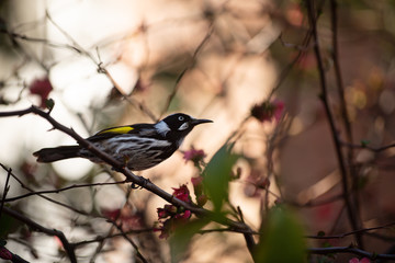 New Holland Honeyeater Bird