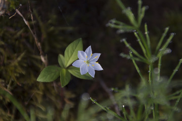 上高地　ツマトリソウの花／長野県松本市