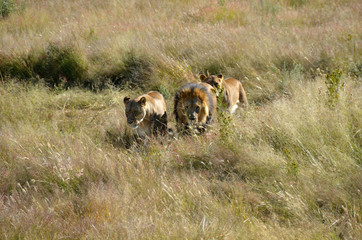 Lions in african savannah