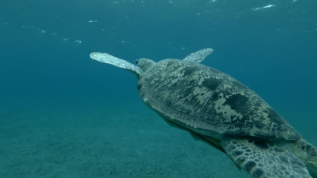 Green sea turtle slowly swim to the surface of water, makes how much breaths and dives to the bottom (Chelonia mydas) Low-angle shot, Follow shot, Underwater shot, 4K / 60fps
