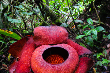 Red Mushroom flower Rafflesia arnoldii is noted for producing the largest individual flower on earth, a horrible odor of decaying flesh. It is endemic to the rainforests in Asia, this one in Malaysia