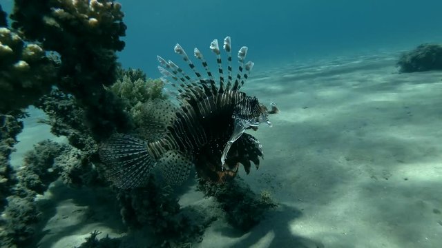 Red Lionfish Pterois volitans swim near (Underwater shot, 4K / 60fps)

