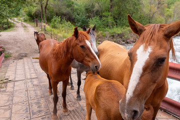 a herd of horses on a bridge by the river