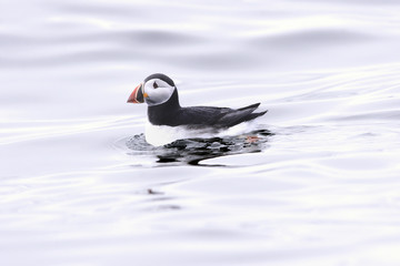 Puffin swimming