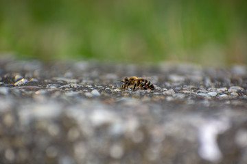 Close-up of Honeybee perched on Concrete wall